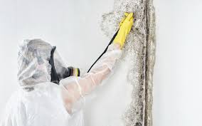 Best Industrial Mold Remediation  in North Pearsall, TX